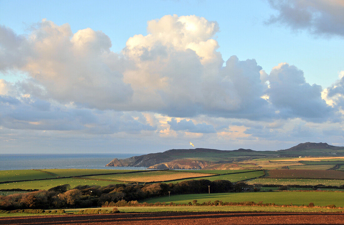 Landscape near St. Davids in Pembrokeshire, Pembrokeshire Coast National Park, south-Wales, Wales, Great Britain