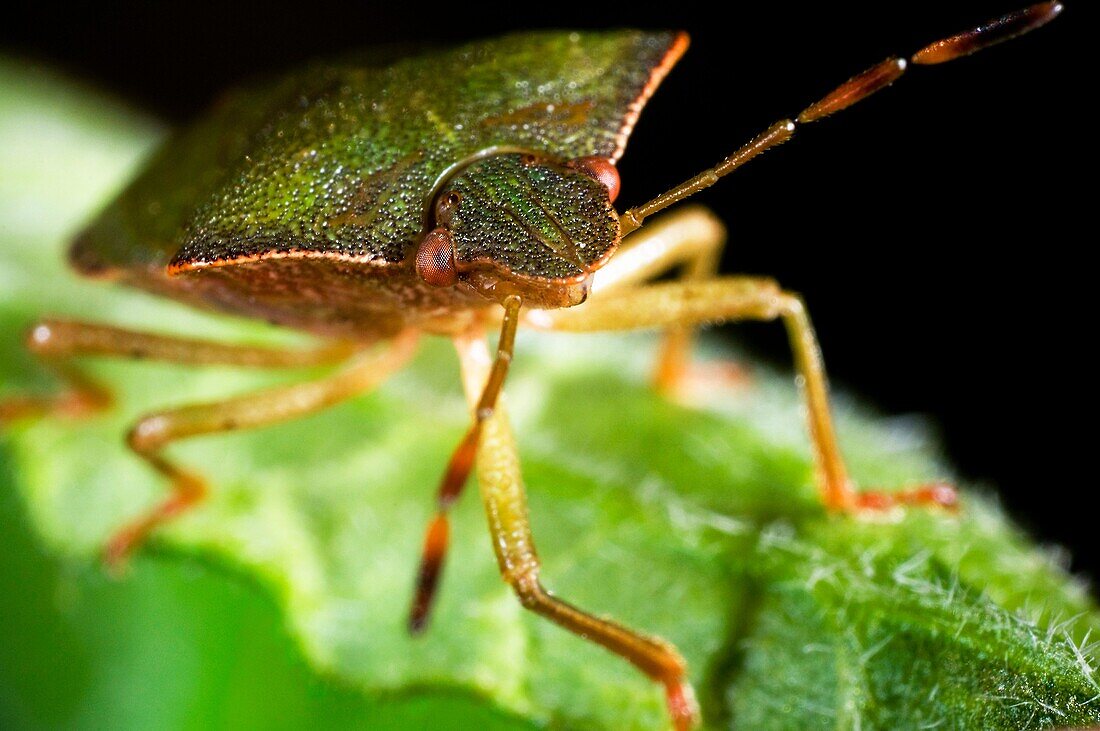 Green shieldbug on leaf Palomina Prasina, Order Hemiptera sub order Heteroptera Family Acanthosomidae