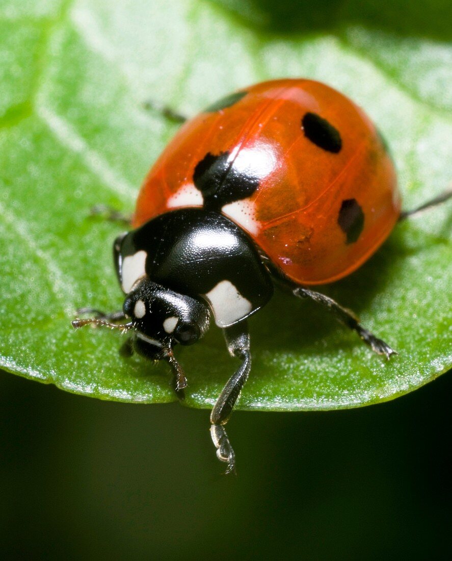 Close up photograph of the Seven-spot ladybird Coccinella septempunctata