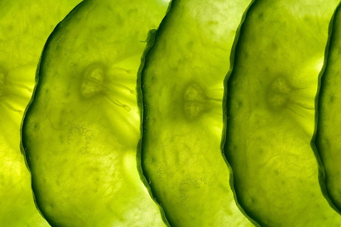 thin slices of cucumber lit from behind, overlapping in a line