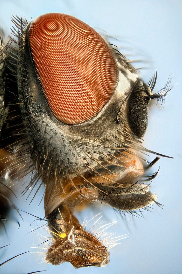 Extreme close up of a house-fly's head showing mouthparts used for sucking