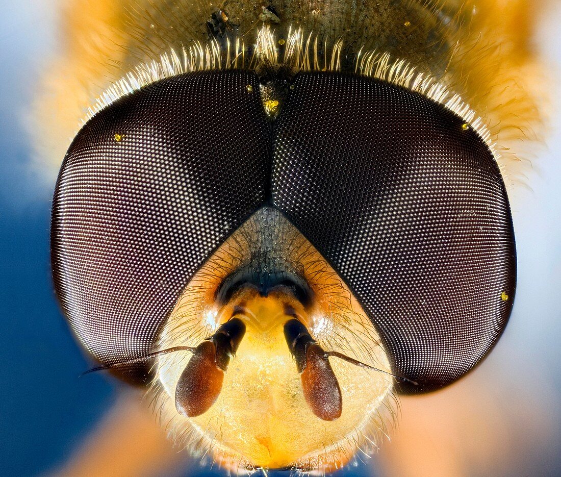 extreme close up of the eyes and face of the syrphid or hoverfly Eupeodes corollae