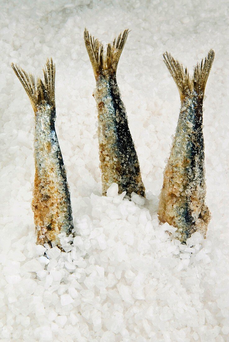 Anchovie tails sticking out coarse sea salt