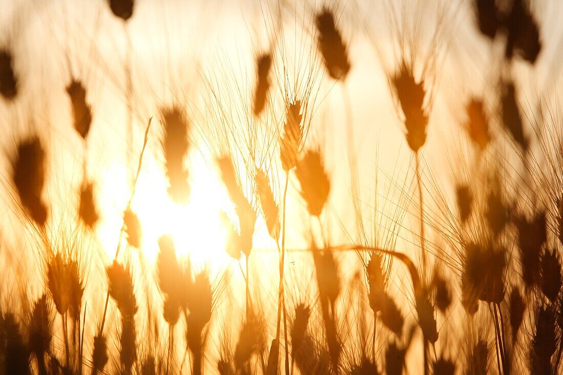 Wheat field