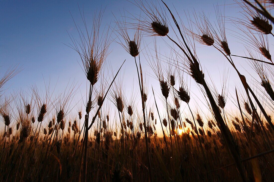 Wheat field