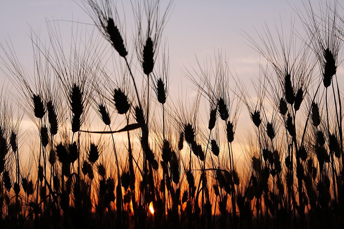 Wheat field