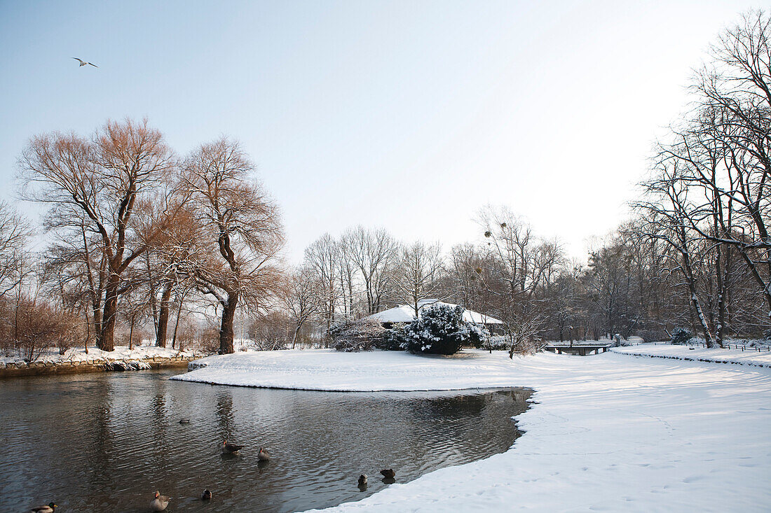Pond with ducks in winter, English Garden, Munich, Bavaria, Germany