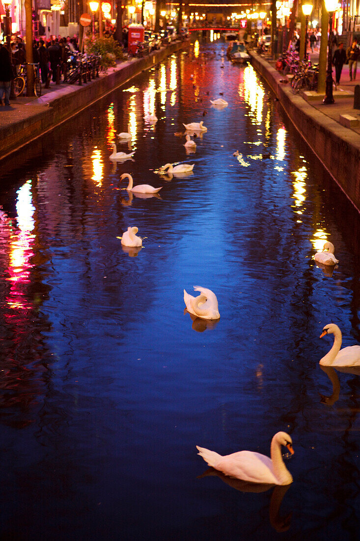 Swans in the canal at night, the city lights are reflected in the water, Amsterdam, Netherlands