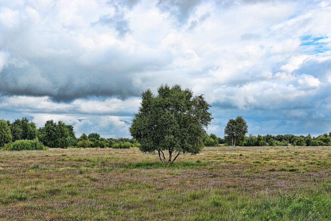 Bog, moor landscape, Moordorf Museum, East Frisia, Lower Saxony, Germany