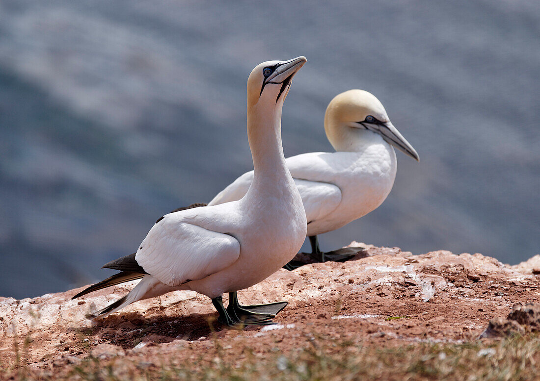 Northern Gannet, North Sea Island Heligoland, Schleswig-Holstein, Germany