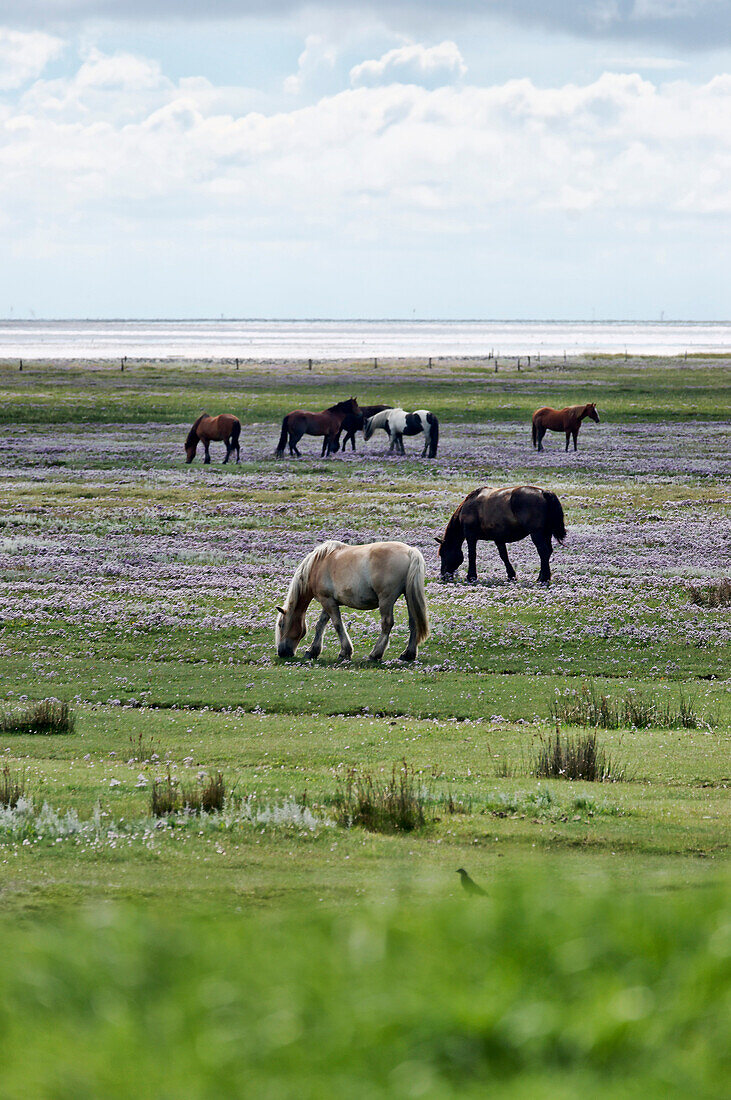 Pferde auf der Weide, Loog Siedlung, Nordseeinsel Juist, Ostfriesland, Niedersachsen, Deutschland