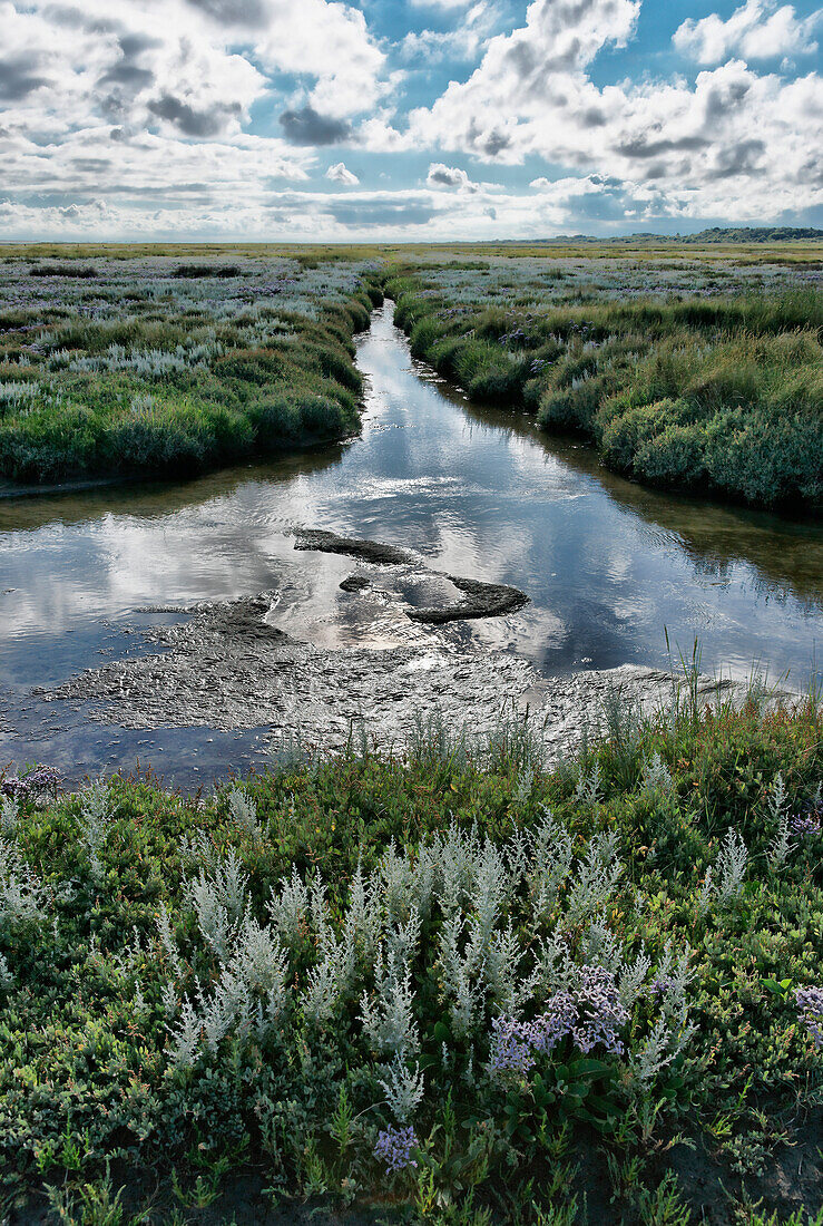 Salzwiese, Spiegelung der Wolken im Wasser, Loog Siedlung, Nordseeinsel Juist, Ostfriesland, Niedersachsen, Deutschland