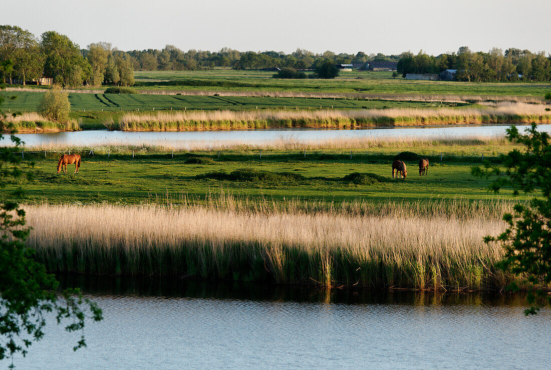 River Treene, Schwabstedt, Schleswig-Holstein, Germany