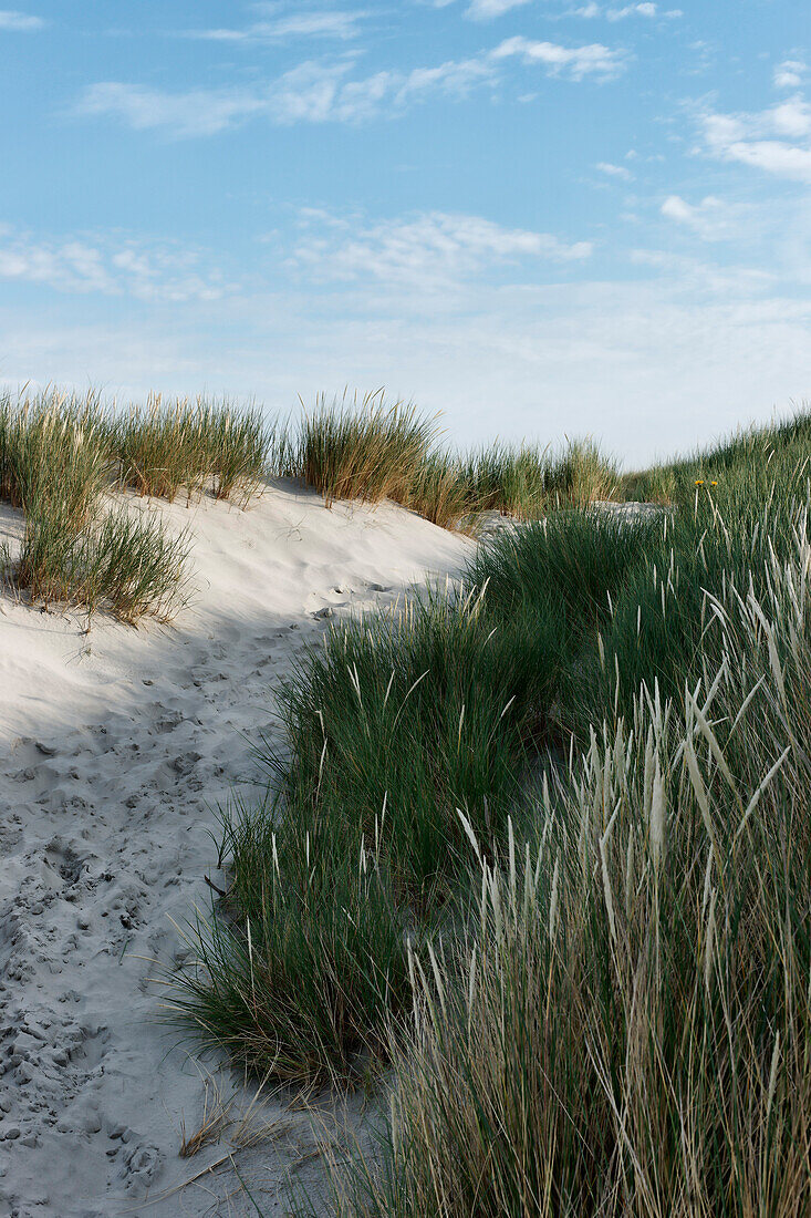 Sand dunes in the Wadden Sea National Park, North Sea Spa Resort Wangerooge, East Frisia, Lower Saxony, Germany