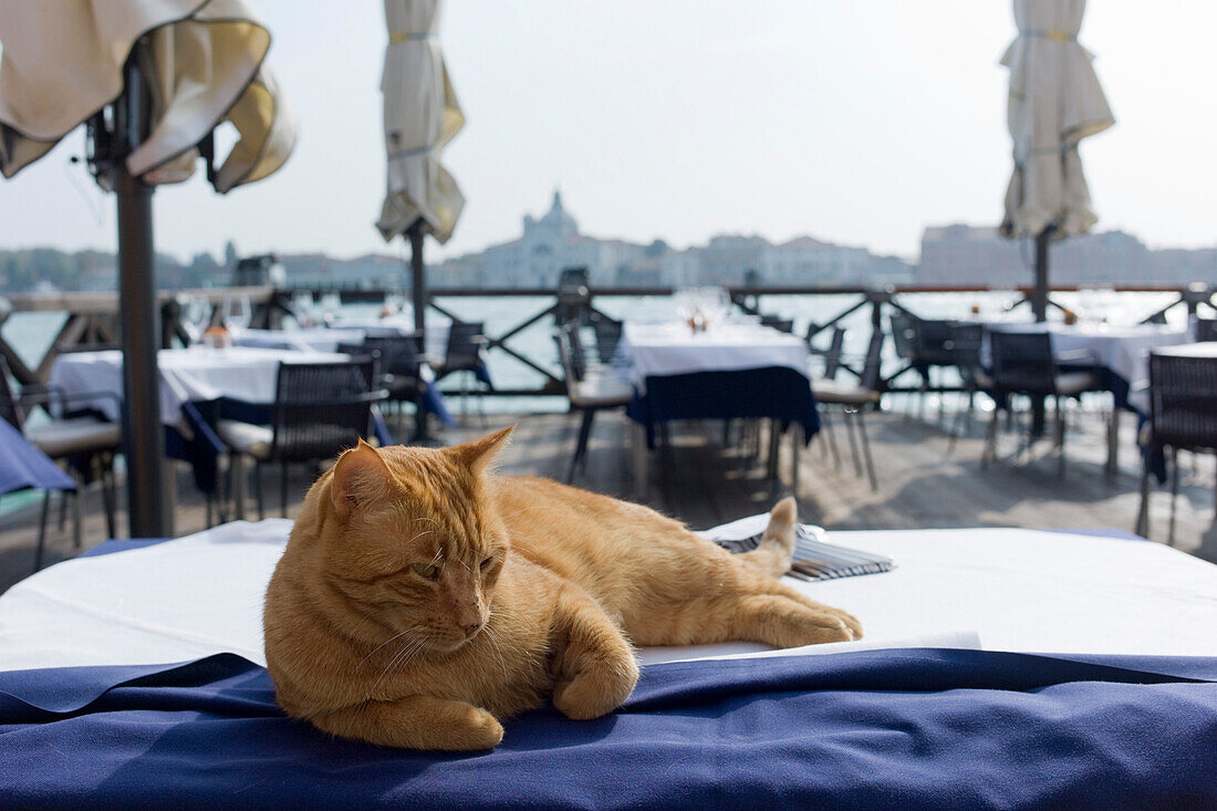 Faulenzende Katze sonnt sich auf Tisch von Restaurant am Canale della Giudecca, Venedig, Venetien, Italien, Europa