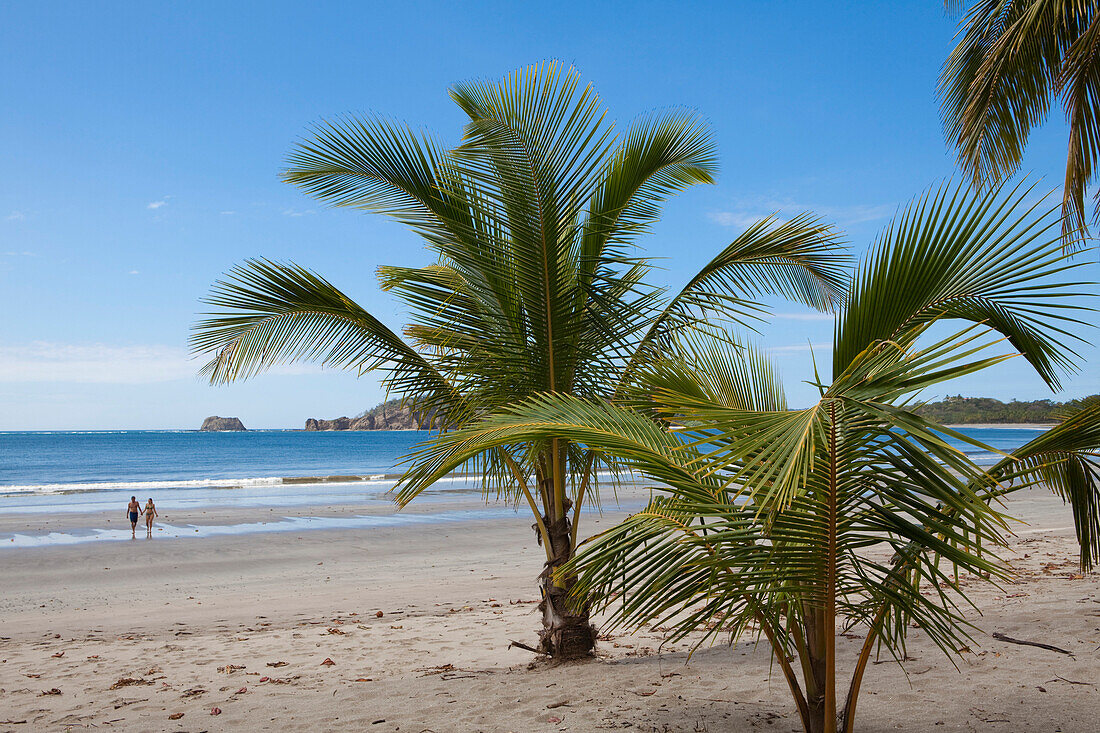 Palm trees and Playa Carillo beach, Carillo, Guanacaste, Costa Rica, Central America, America