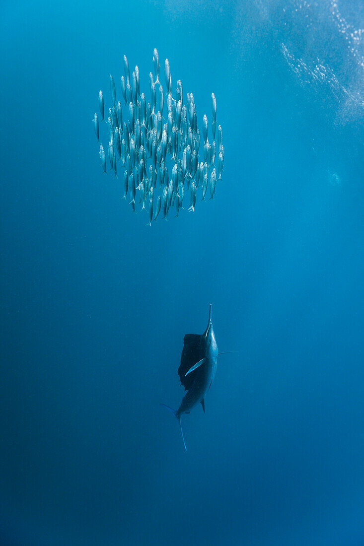 Sailfish hunts Sardines, Istiophorus albicans, Isla Mujeres, Yucatan Peninsula, Caribbean Sea, Mexico