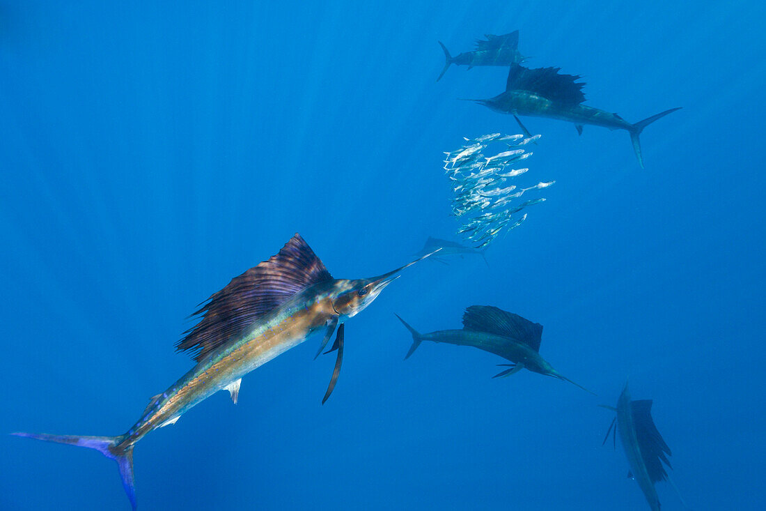 Atlantic Sailfish hunting Sardines, Istiophorus albicans, Isla Mujeres, Yucatan Peninsula, Caribbean Sea, Mexico