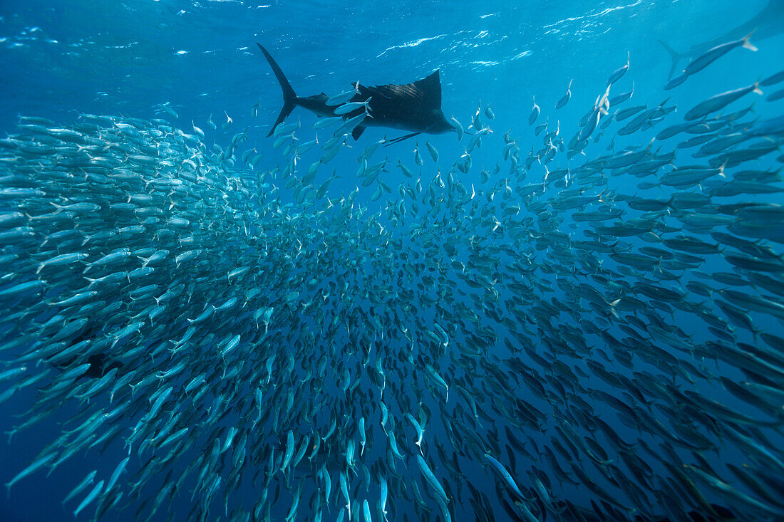 Atlantische Segelfische jagen Sardinen, Istiophorus albicans, Isla Mujeres, Halbinsel Yucatan, Karibik, Mexiko