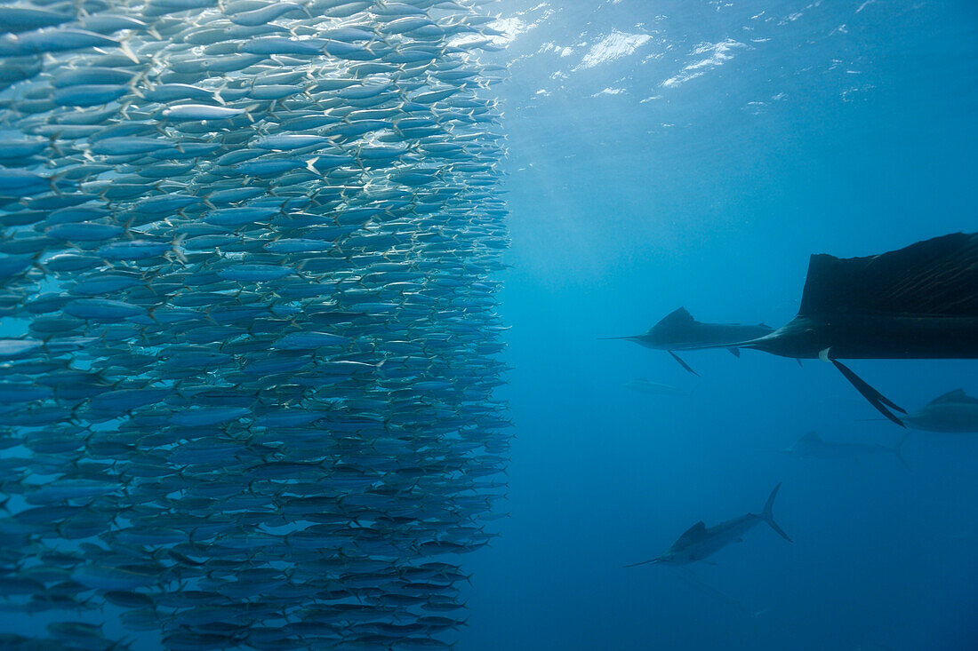Atlantische Faecherfische jagen Sardinen, Istiophorus albicans, Isla Mujeres, Halbinsel Yucatan, Karibik, Mexiko