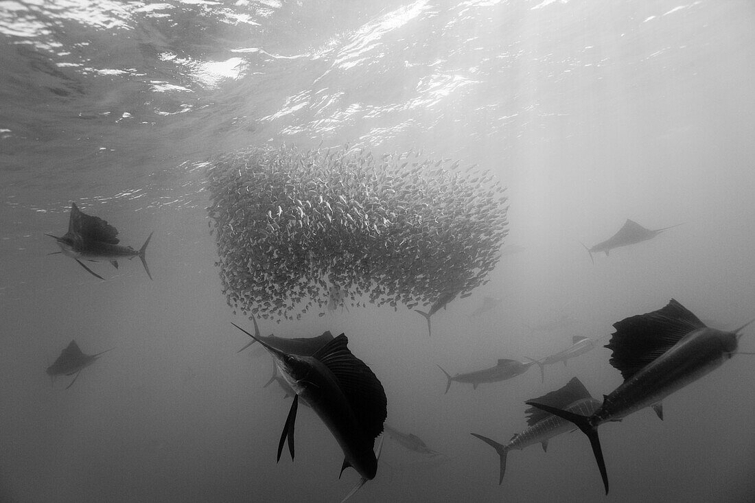 Atlantic Sailfish hunting Sardines, Istiophorus albicans, Isla Mujeres, Yucatan Peninsula, Caribbean Sea, Mexico