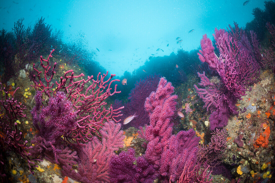 Riff mit farbwechselnden Gorgonien, Paramuricea clavata, Cap de Creus, Costa Brava, Spanien