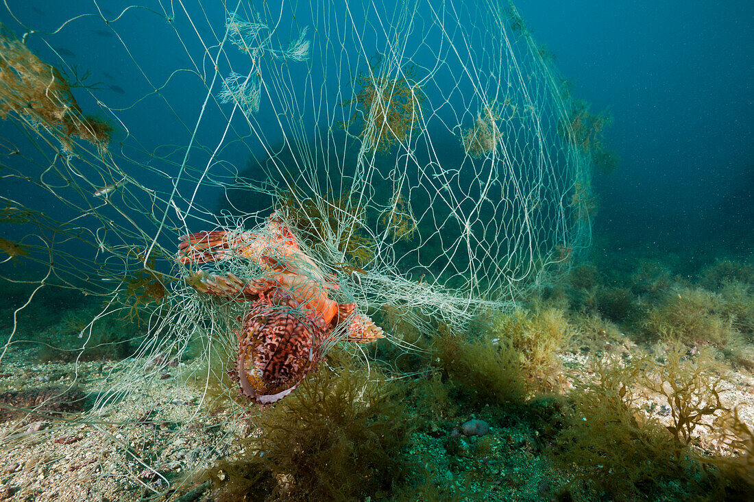 Drachenkopf in verlorenem Fischernetz, Scorpaena scrofa, Cap de Creus, Costa Brava, Spanien