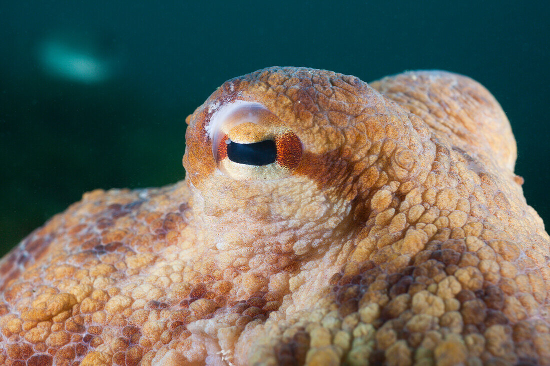 Auge Gemeiner Oktopus, Octopus vulgaris, Cap de Creus, Costa Brava, Spanien