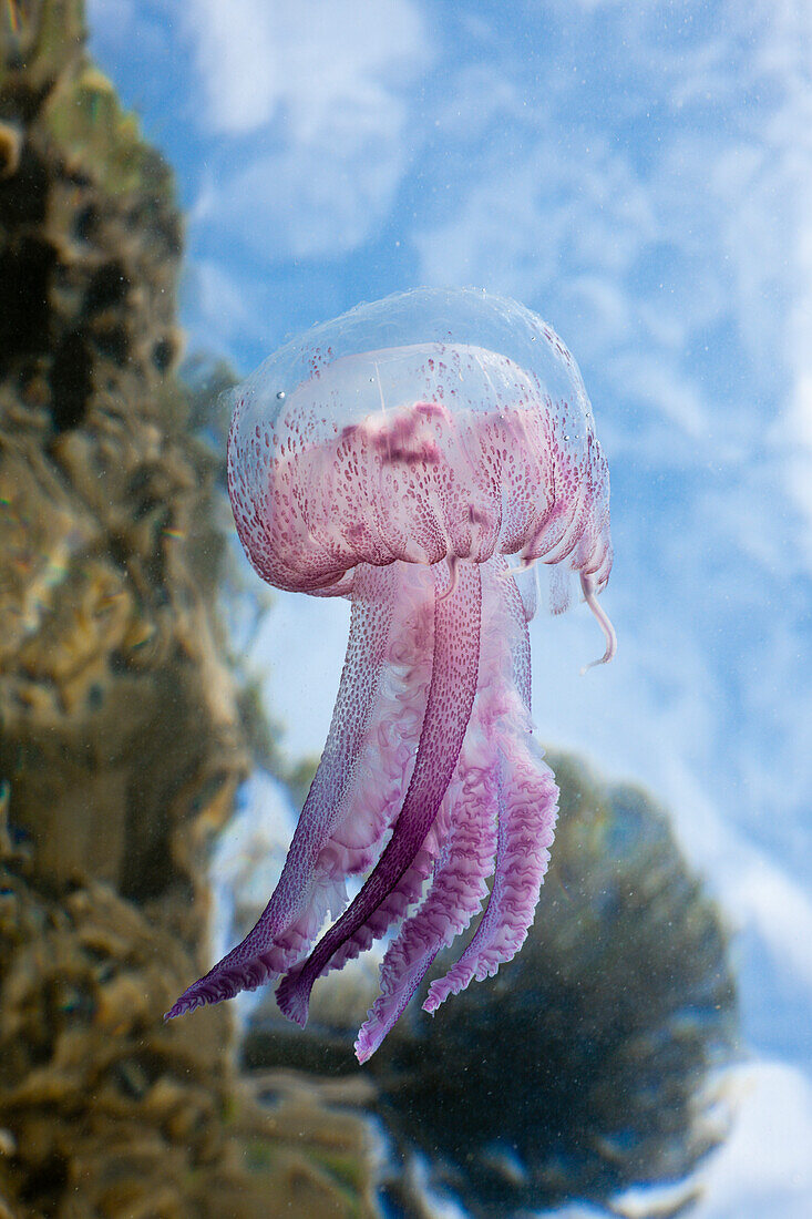 Mauve Stinger Jellyfish, Pelagia noctiluca, Cap de Creus, Costa Brava, Spain