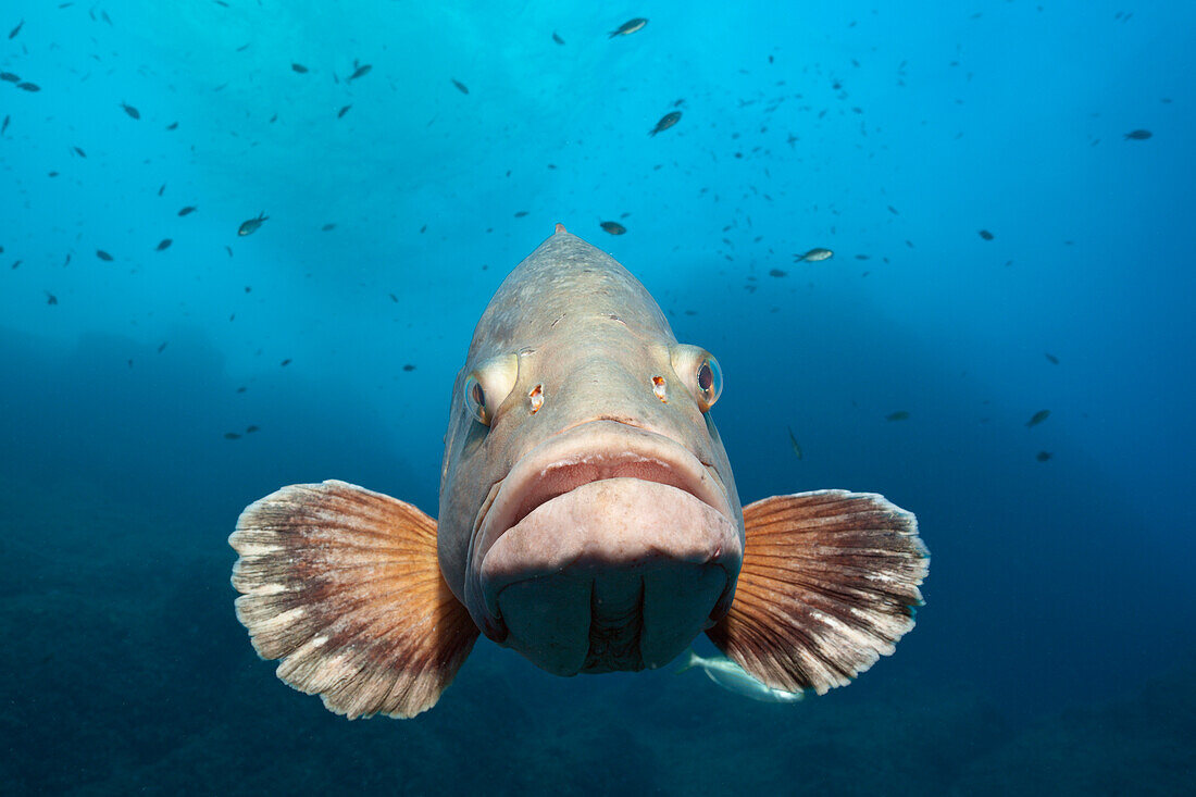 Brauner Zackenbarsch, Epinephelus marginatus, Cap de Creus, Costa Brava, Spanien