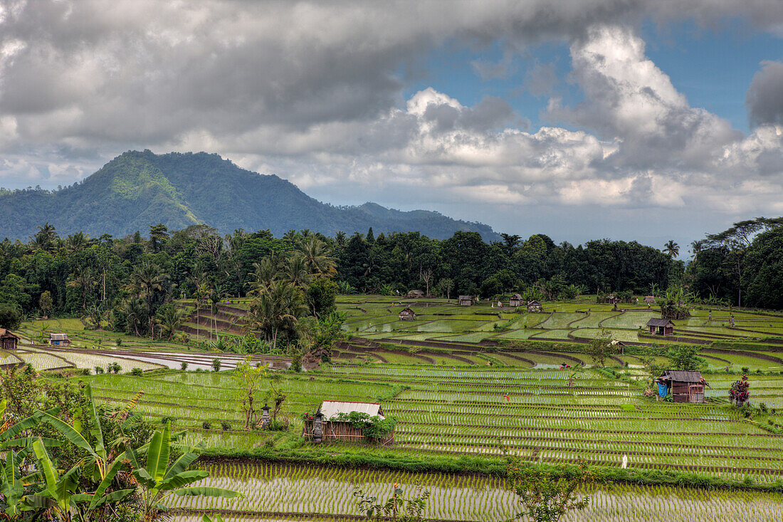 Ricefields at Bali, Oryza, Bali, Indonesia