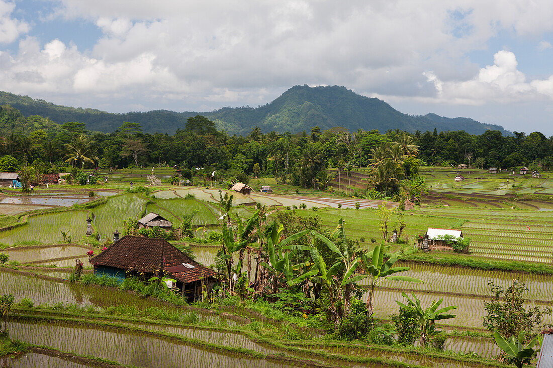 Reisfelder auf Bali, Oryza, Bali, Indonesien
