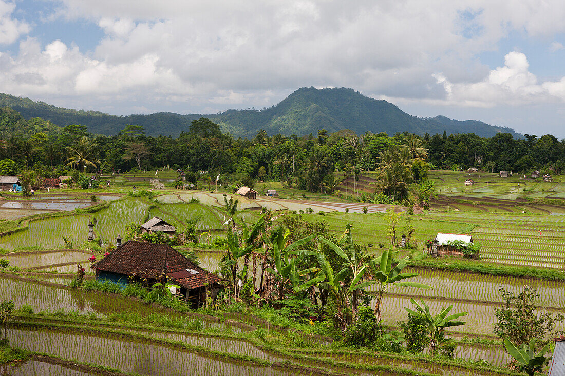 Ricefields at Bali, Oryza, Bali, Indonesia