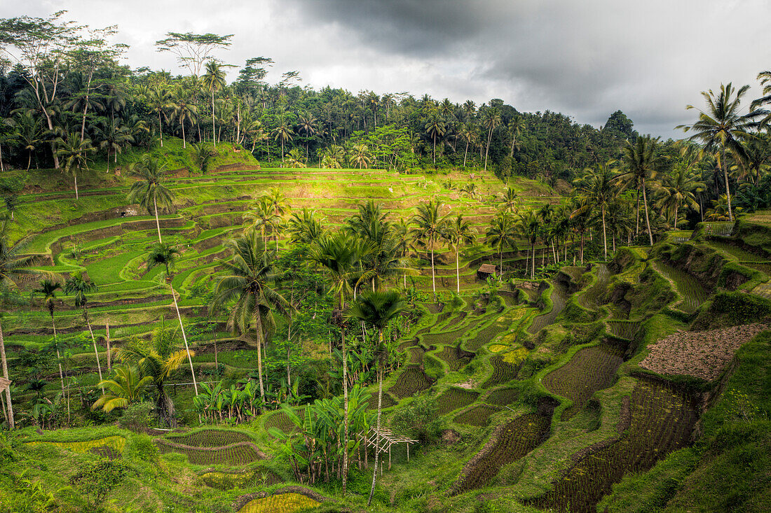 Reisterrassen bei Tegalalang, Oryza, Bali, Indonesien