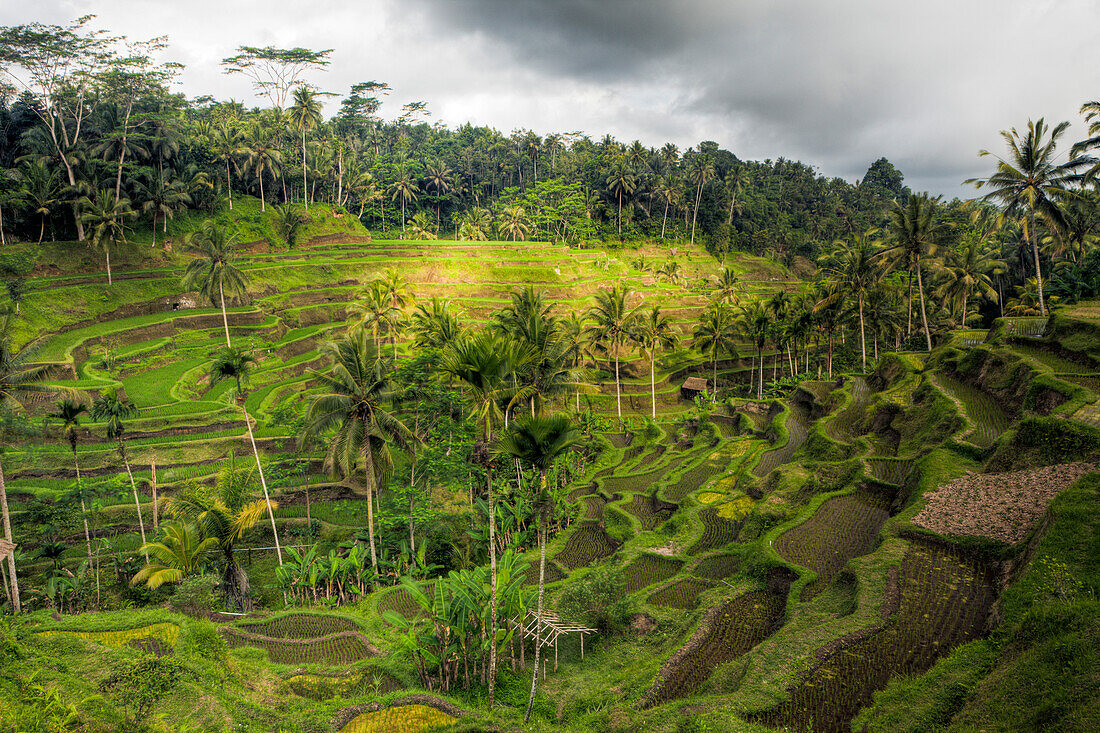 Ricefields of Tegalalang, Oryza, Bali, Indonesia