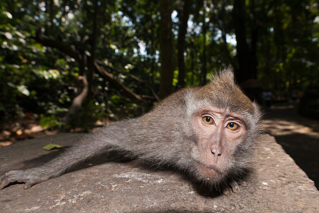 Javaneraffe, Macaca fascicularis, Bali, Indonesien