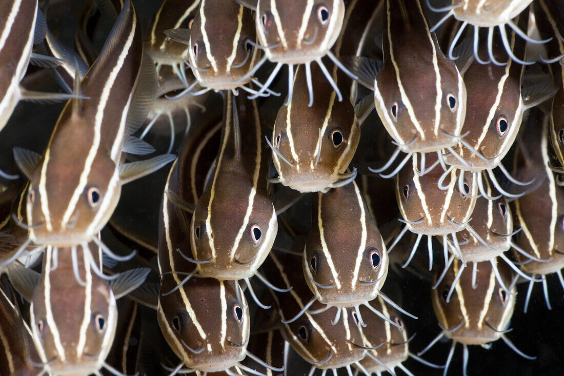 Streifen-Korallenwelse, Plotosus lineatus, Amed, Bali, Indonesien