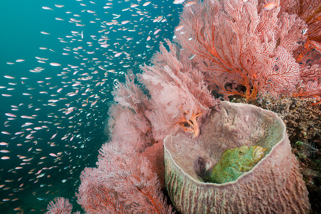 Scorpianfish inside Barrel Sponge, Scorpaenopsis oxycephalus, Xestospongia testudinaria, Amed, Bali, Indonesia