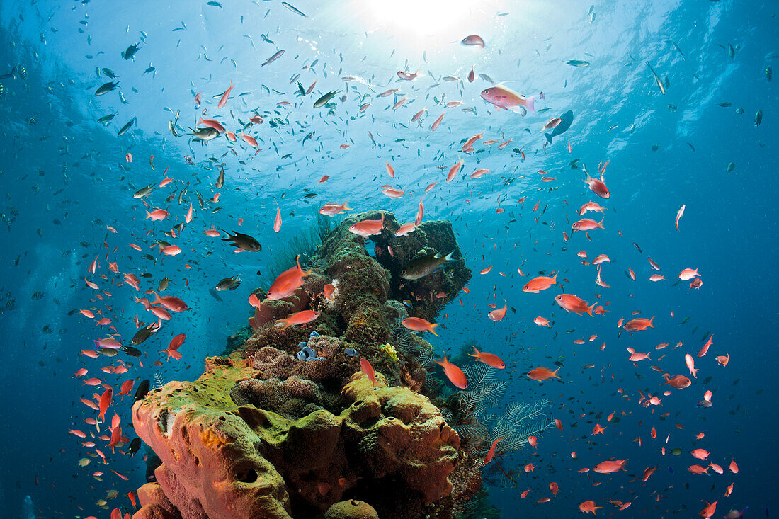 Juwelen-Fahnenbarsche am Liberty Wrack, Pseudanthias squamipinnis, Tulamben, Bali, Indonesien