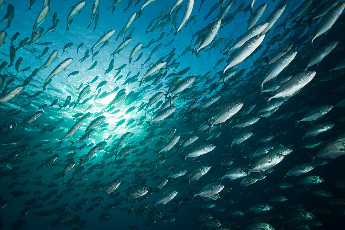 Schooling Bigeye Trevally, Caranx sexfasciatus, Tulamben, Bali, Indonesia