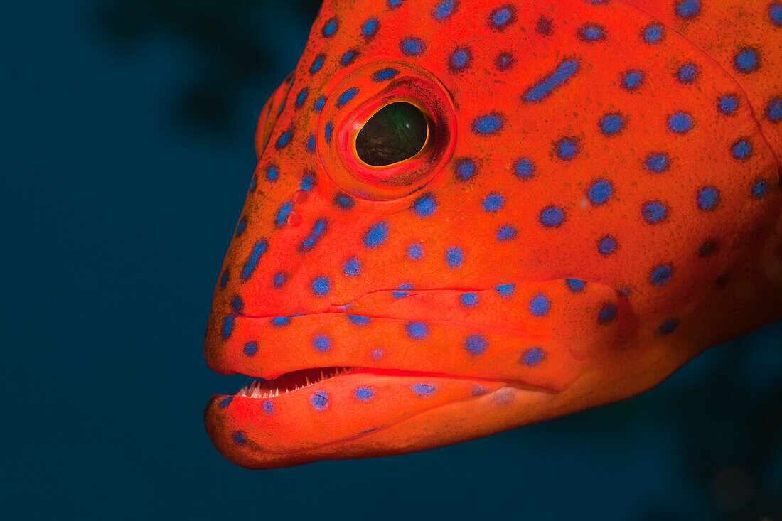 Juwelen-Zackenbarsch, Cephalopholis miniata, Alam Batu, Bali, Indonesien