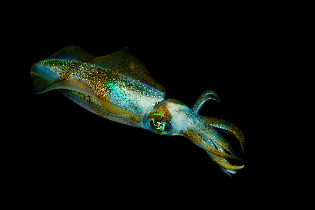 Riff-Kalmar in der Nacht, Alam Batu, Bali, Indonesien