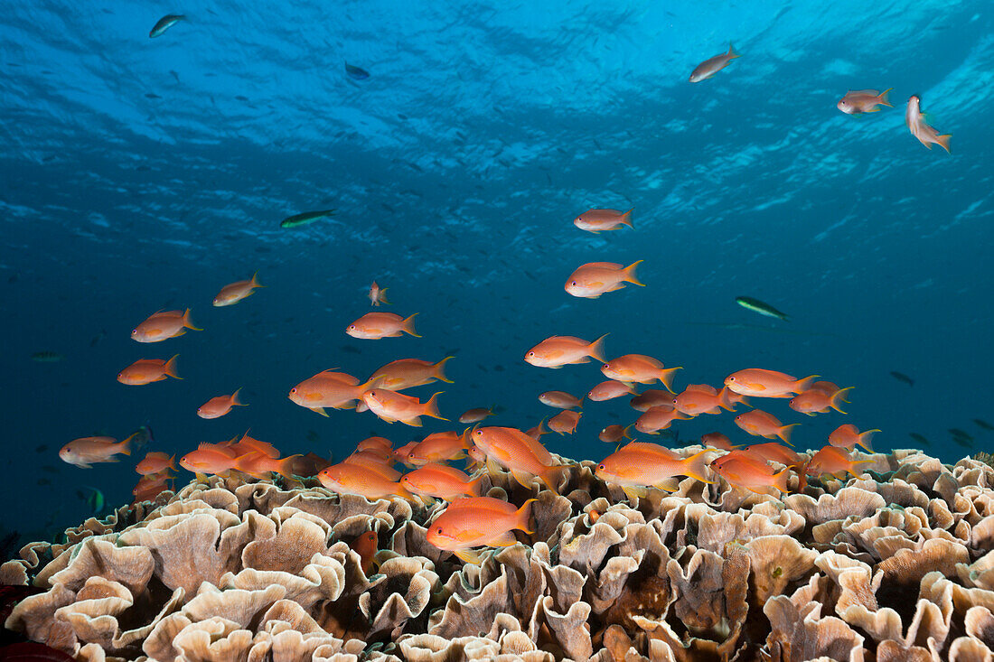 Juwelen-Fahnenbarsche am Riff, Pseudanthias squamipinnis, Alam Batu, Bali, Indonesien