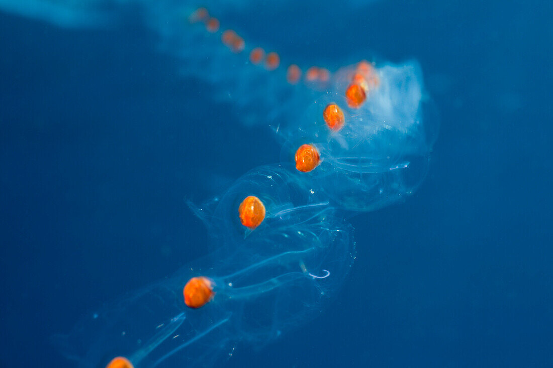 Salpenkettte, Salpa sp., Alam Batu, Bali, Indonesien