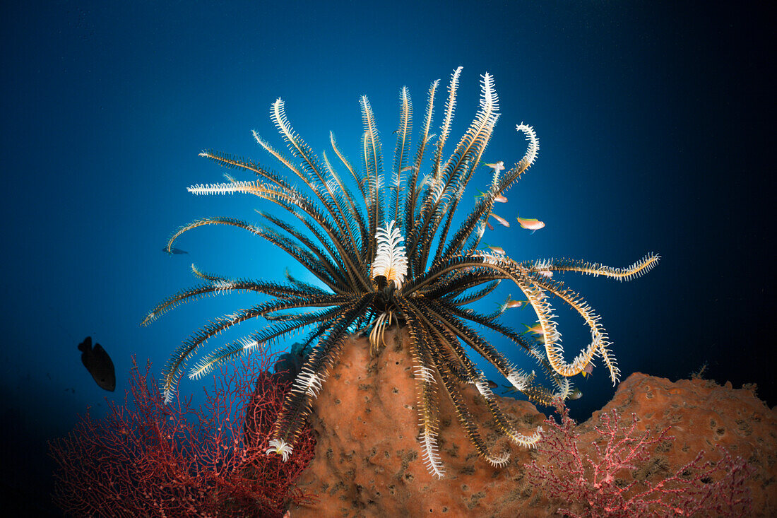 Featherstar in Coral Reef, Comantheria sp., Alam Batu, Bali, Indonesia