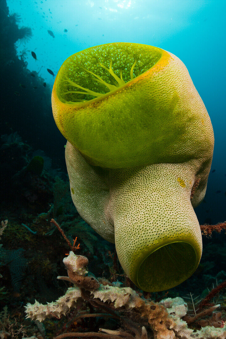 Green Reef Didemnum, Didemnum molle, Alam Batu, Bali, Indonesia
