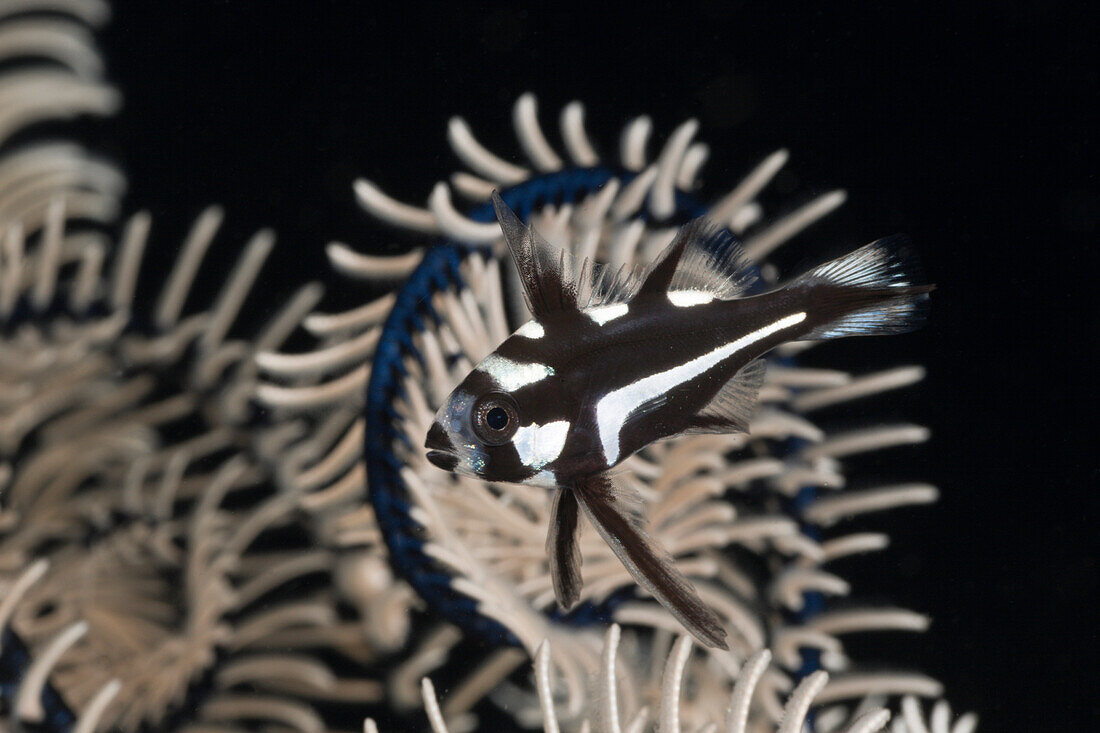 Juvenile Snapper, Macolor macularis, Alam Batu, Bali, Indonesia
