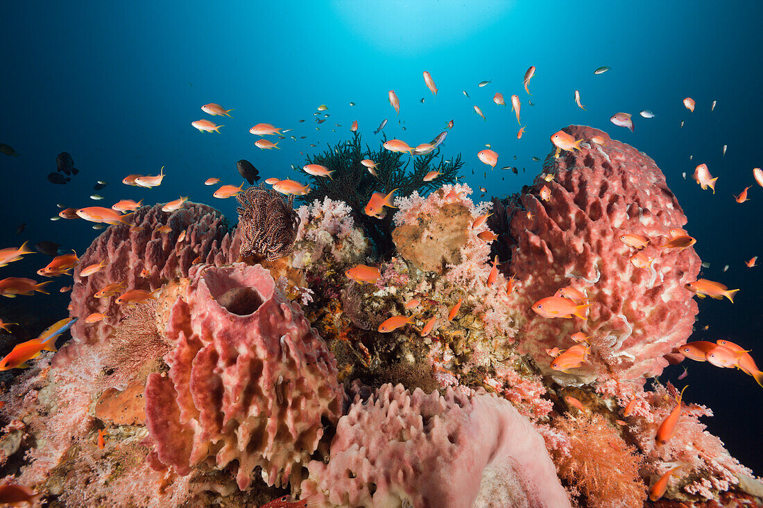 Korallenriff mit Juwelen-Fahnenbarschen, Pseudanthias squamipinnis, Alam Batu, Bali, Indonesien