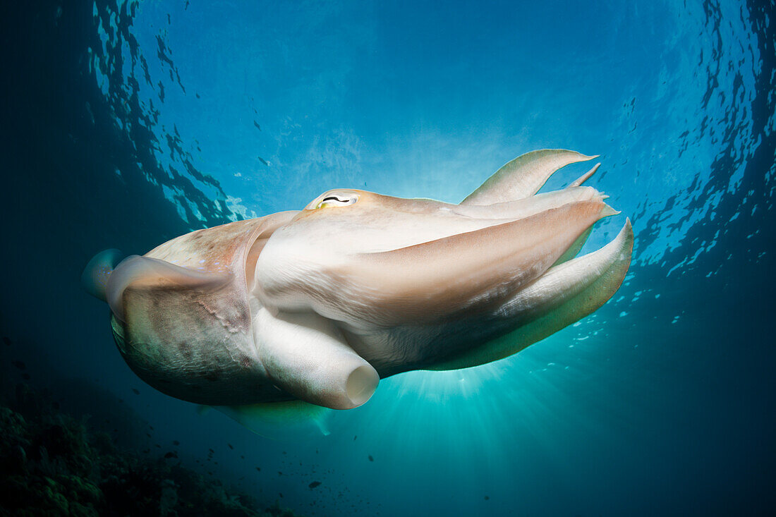 Broadclub Cuttlefish, Sepia latimanus, Alam Batu, Bali, Indonesia