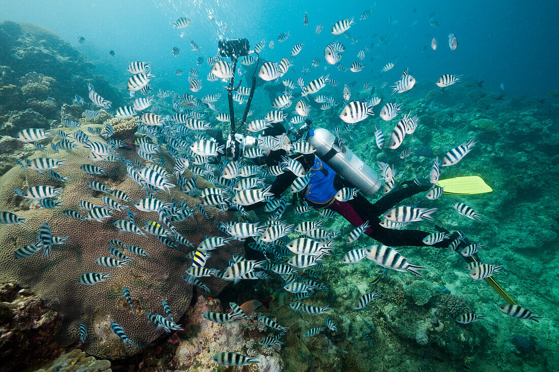 Taucher fotografiert Schwarm von Schwerenschwanz-Sergant, Abudefduf sexfasciatus, Beqa Lagoon, Viti Levu, Fidschi